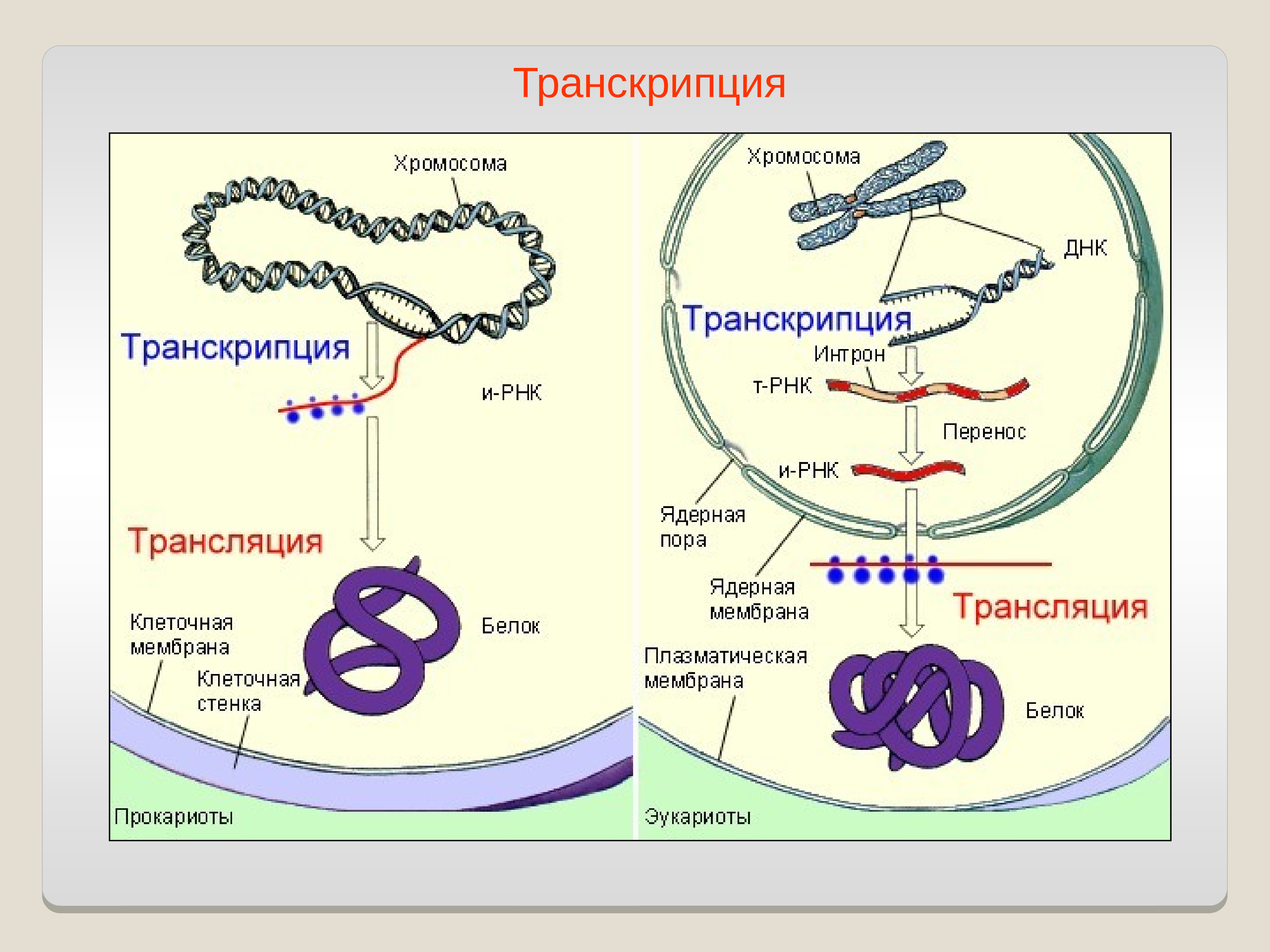 Код днк