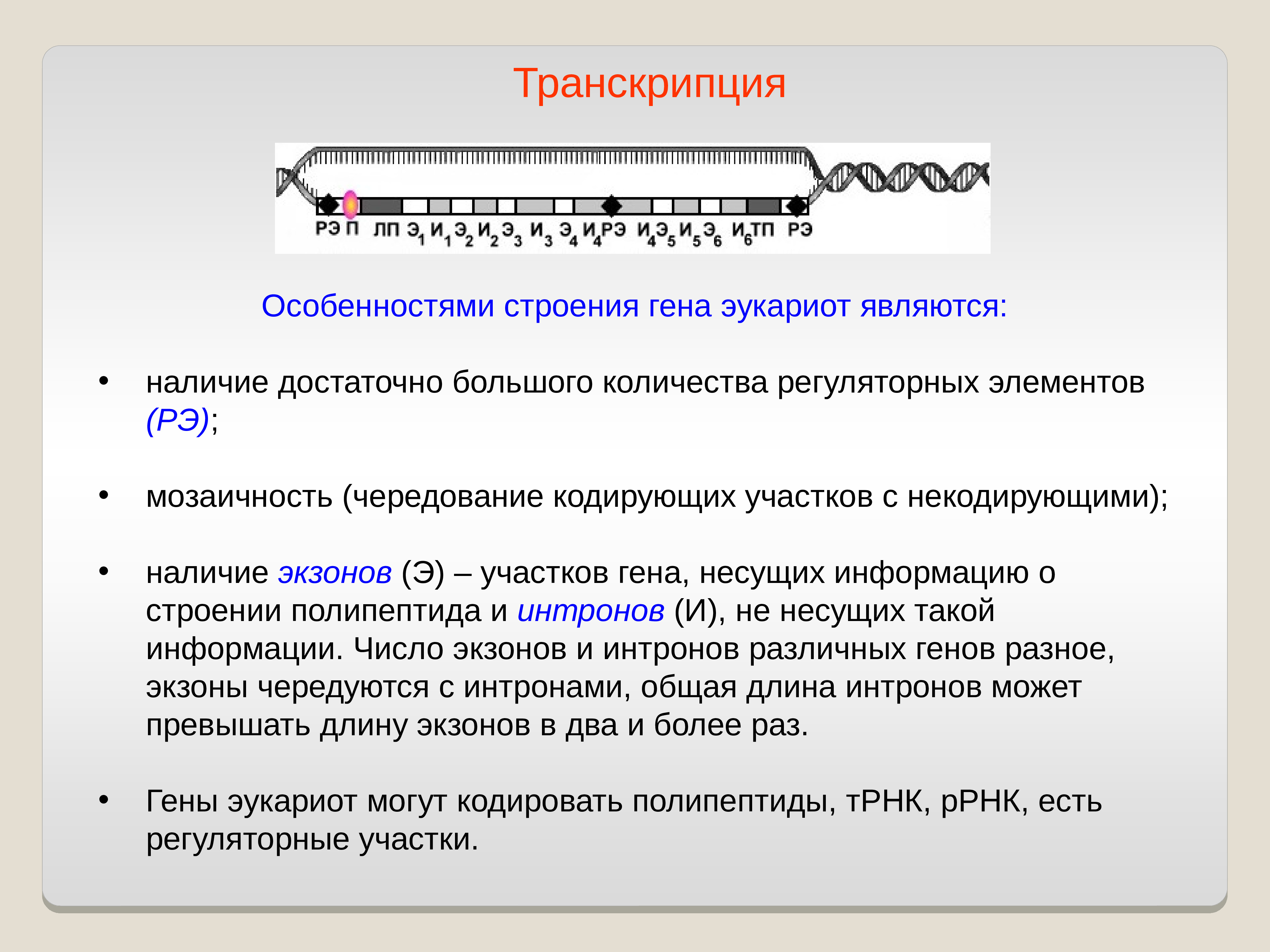 Особенности транскрипции у эукариот