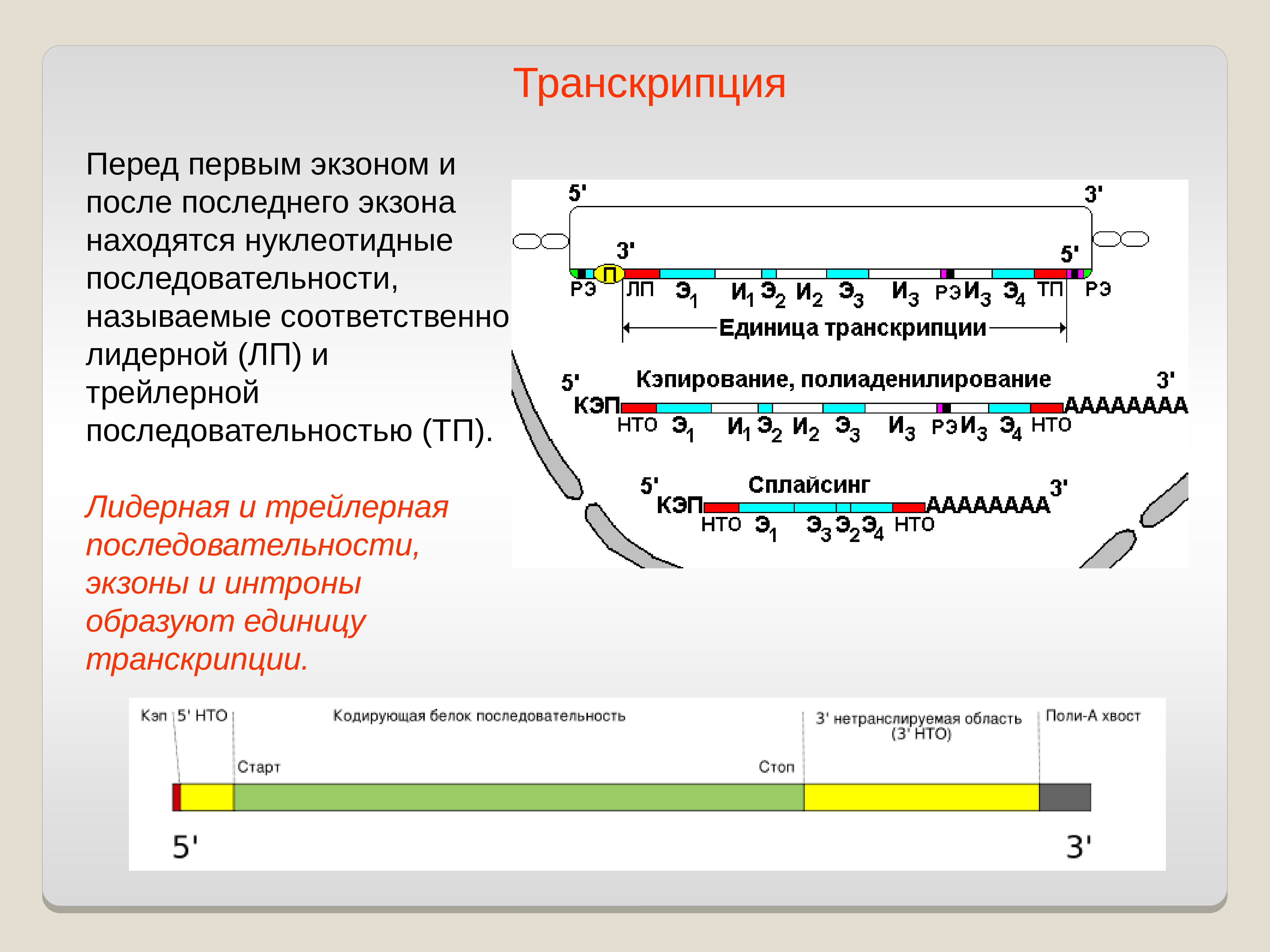 Задачи транскрипции. Задача на транскрипцию ДНК. Код ДНК. Задачи на транскрипцию биология. Задачи на ДНК.