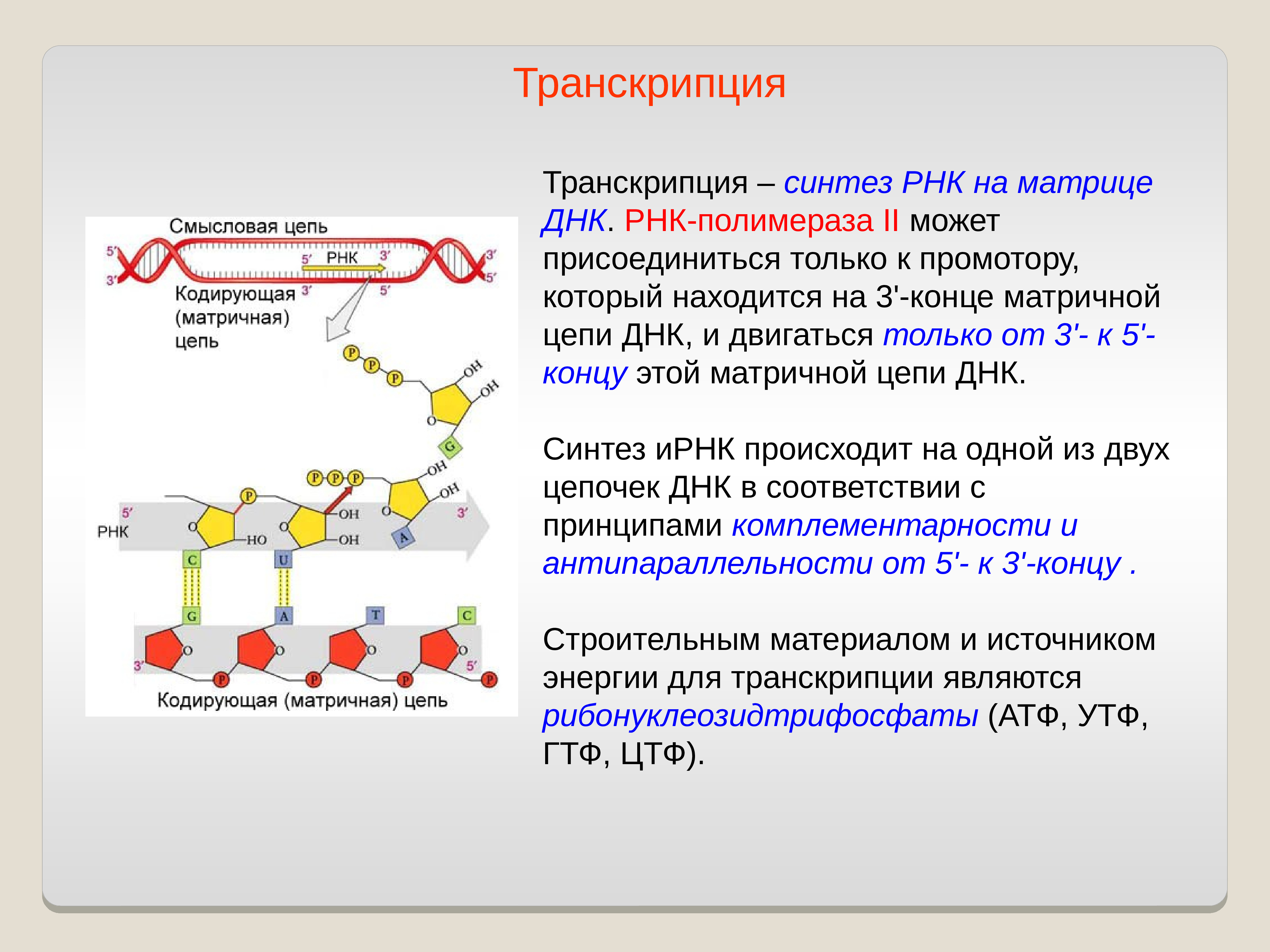 Исходный продукт синтеза РНК ферментом РНК полимераза