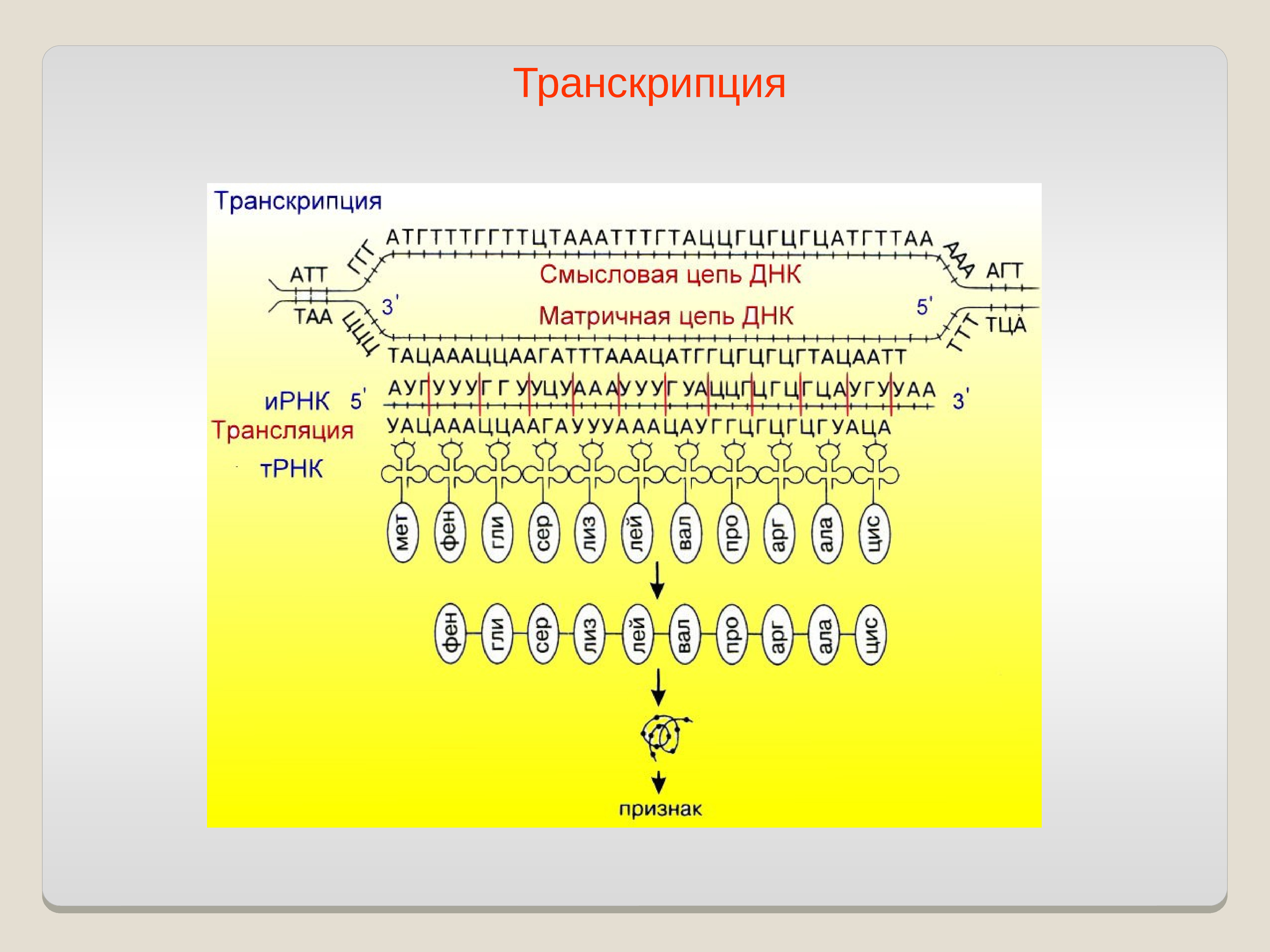 Матричная транскрибируемая цепь ДНК