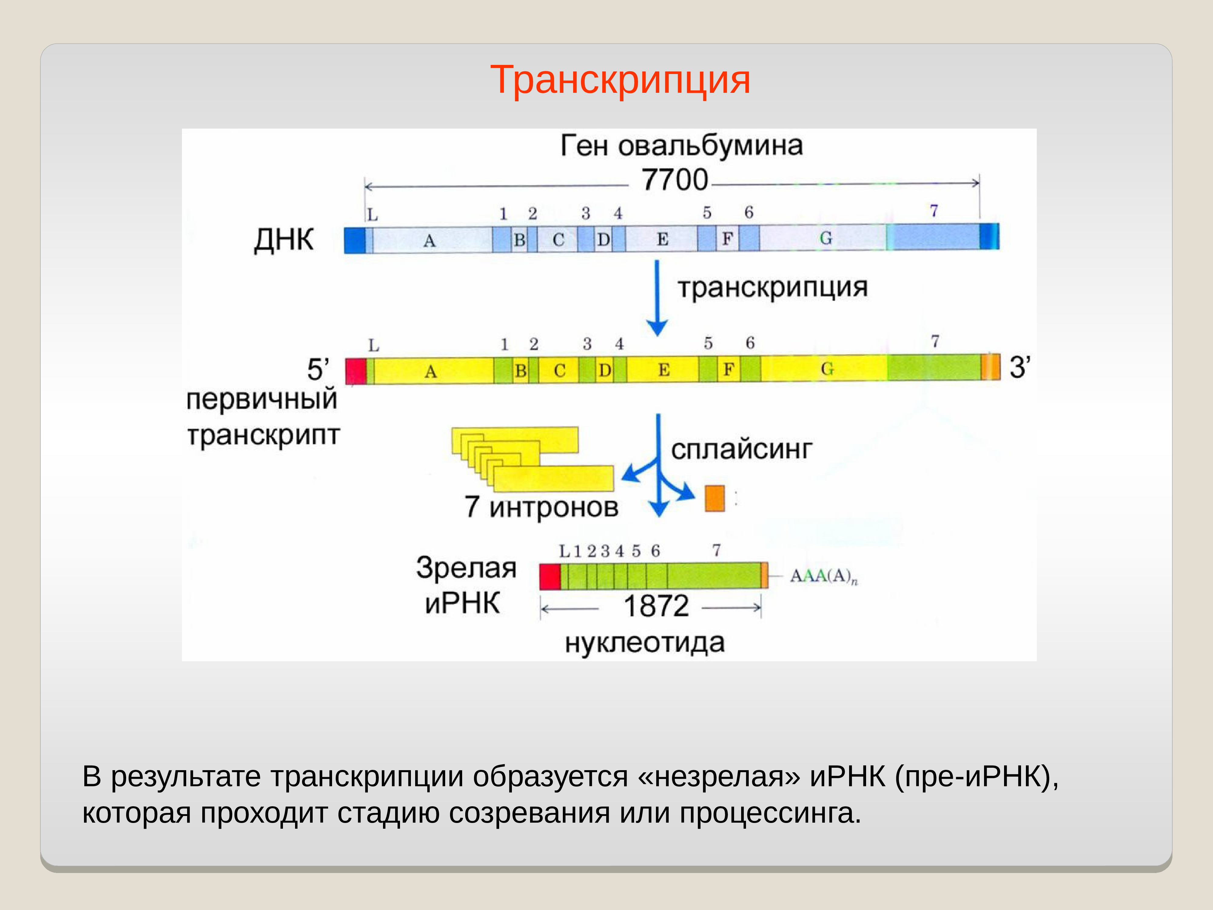 Синтез ирнк начинается с. Стадии транскрипции информационной РНК. Этапы созревания ИРНК эукариот. В процессе транскрипции образуется. В результате транскрипции образуется.