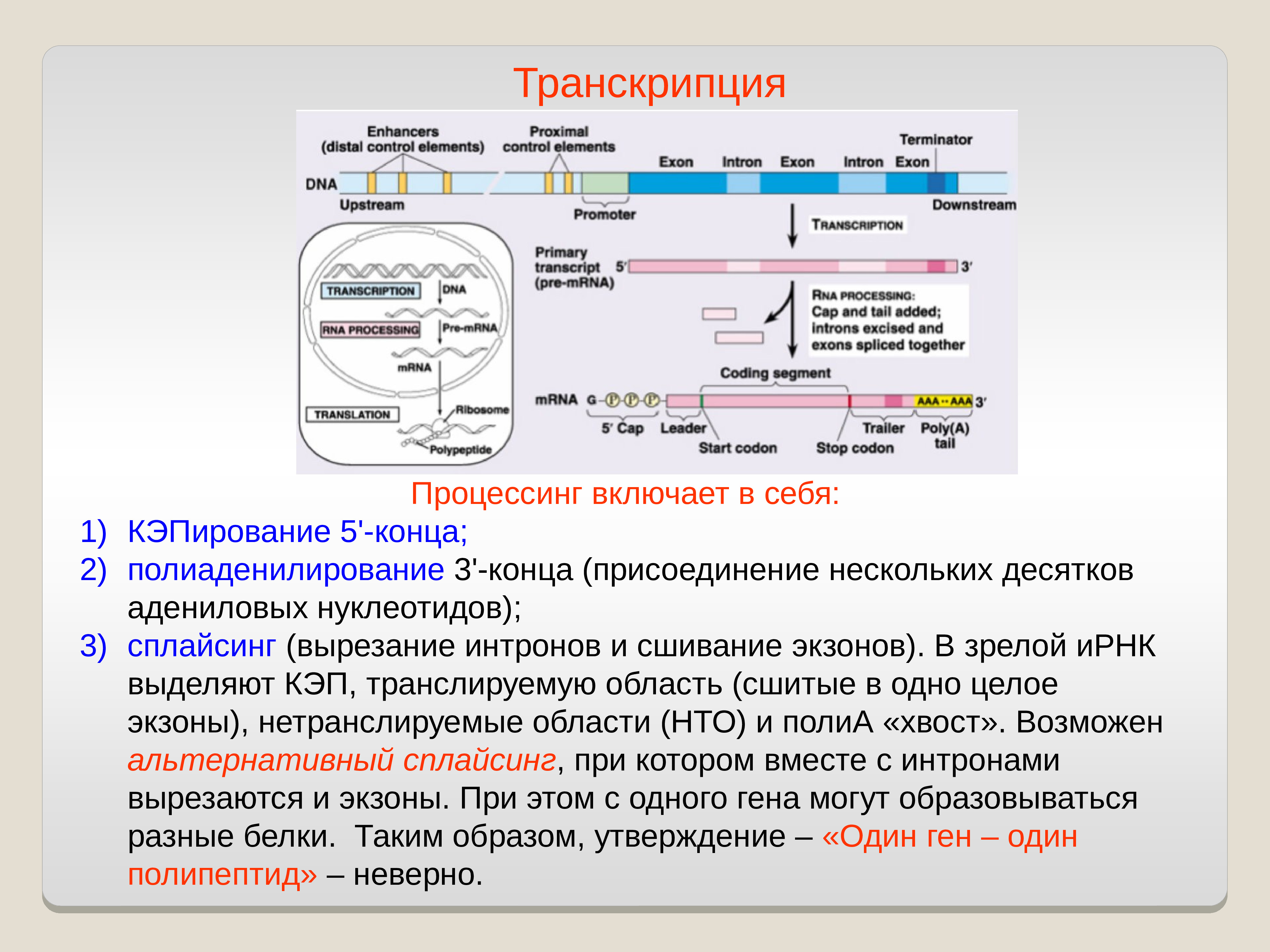 Биосинтез гена. Сплайсинг процессинг транскрипция трансляция. Кэпирование Полиаденилирование сплайсинг. Транскрипция процессинг РНК. Транскрипция процессинг трансляция Кэпирование.