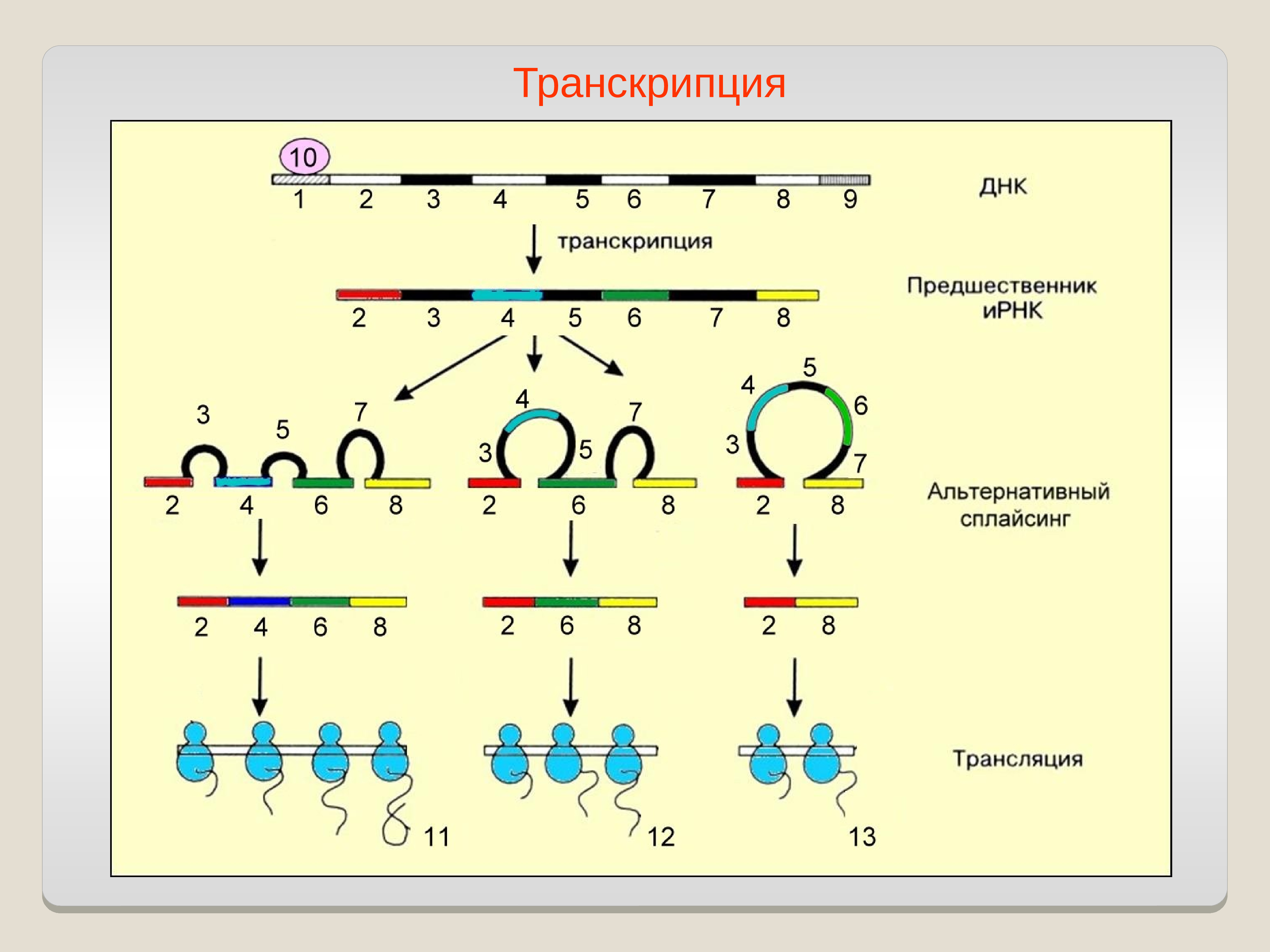 Транскрипция и процессинг у эукариот