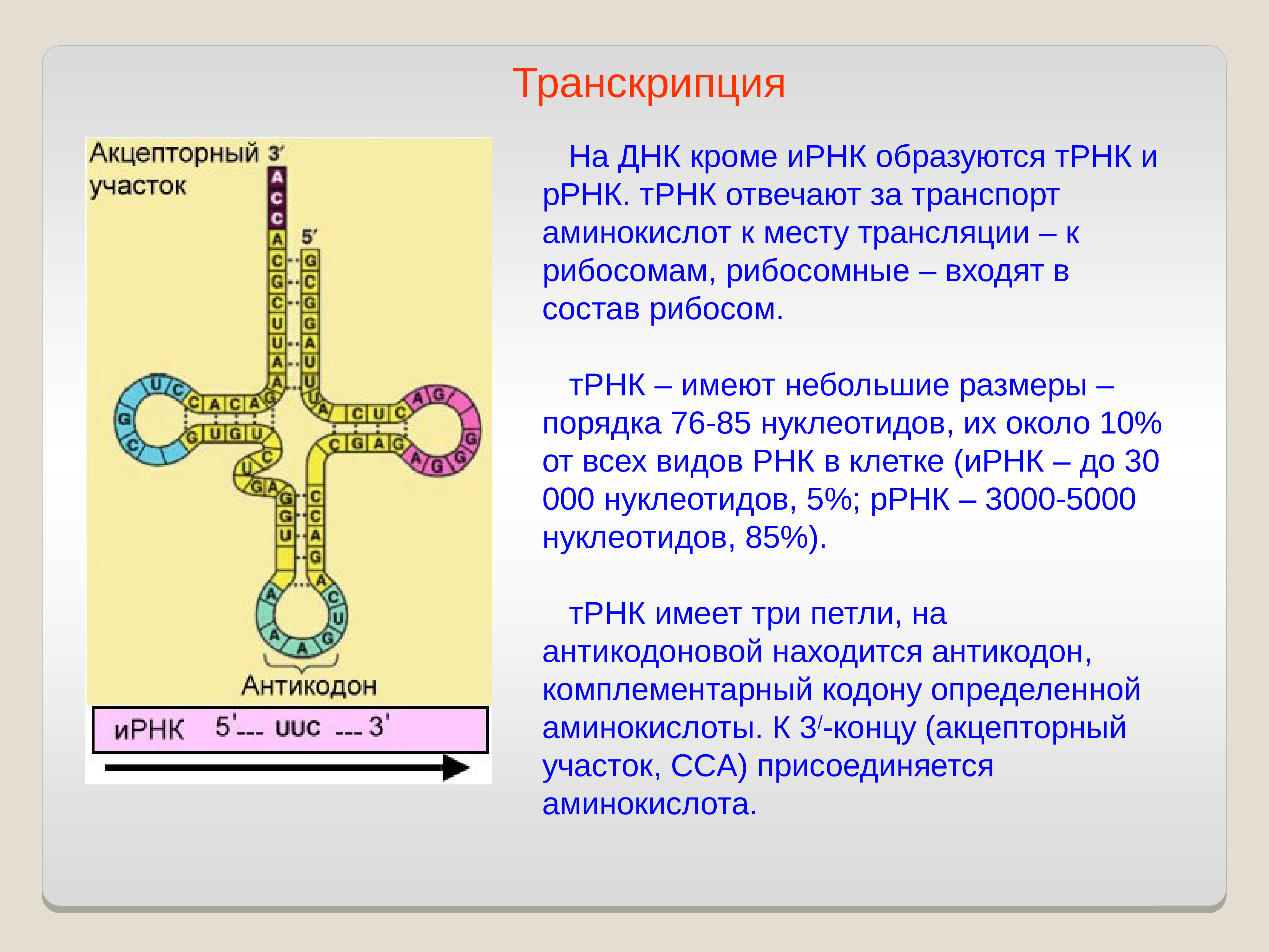Молекулы рнк образуются. ДНК РНК ТРНК. ДНК В Т РНК. Строение ТРНК. ТРНК И ИРНК.