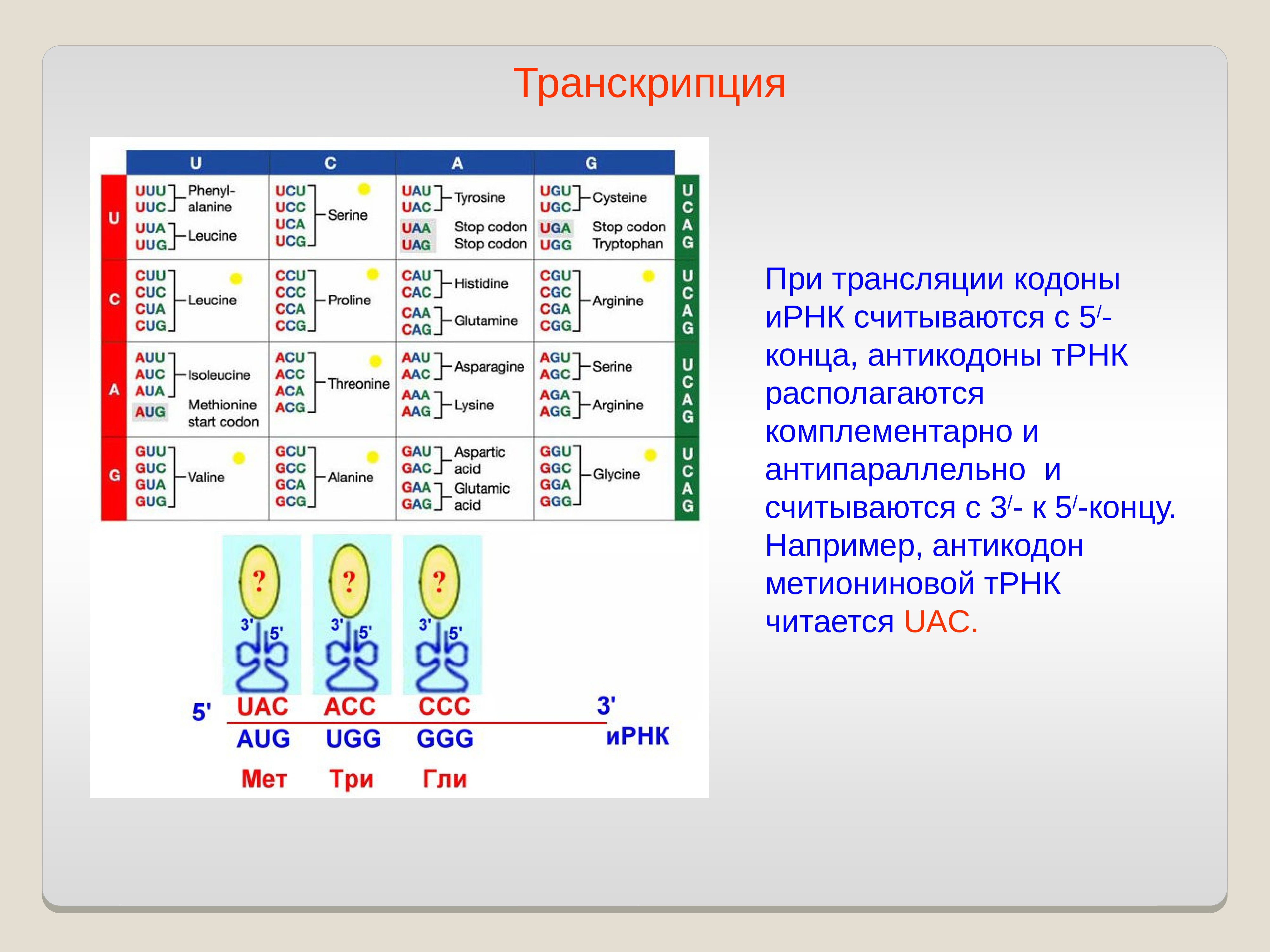 Кодоны т рнк. Антикодон транспортной РНК. Комплементарный кодон и РНК. Кодон и антикодон. Транскрипция ИРНК.