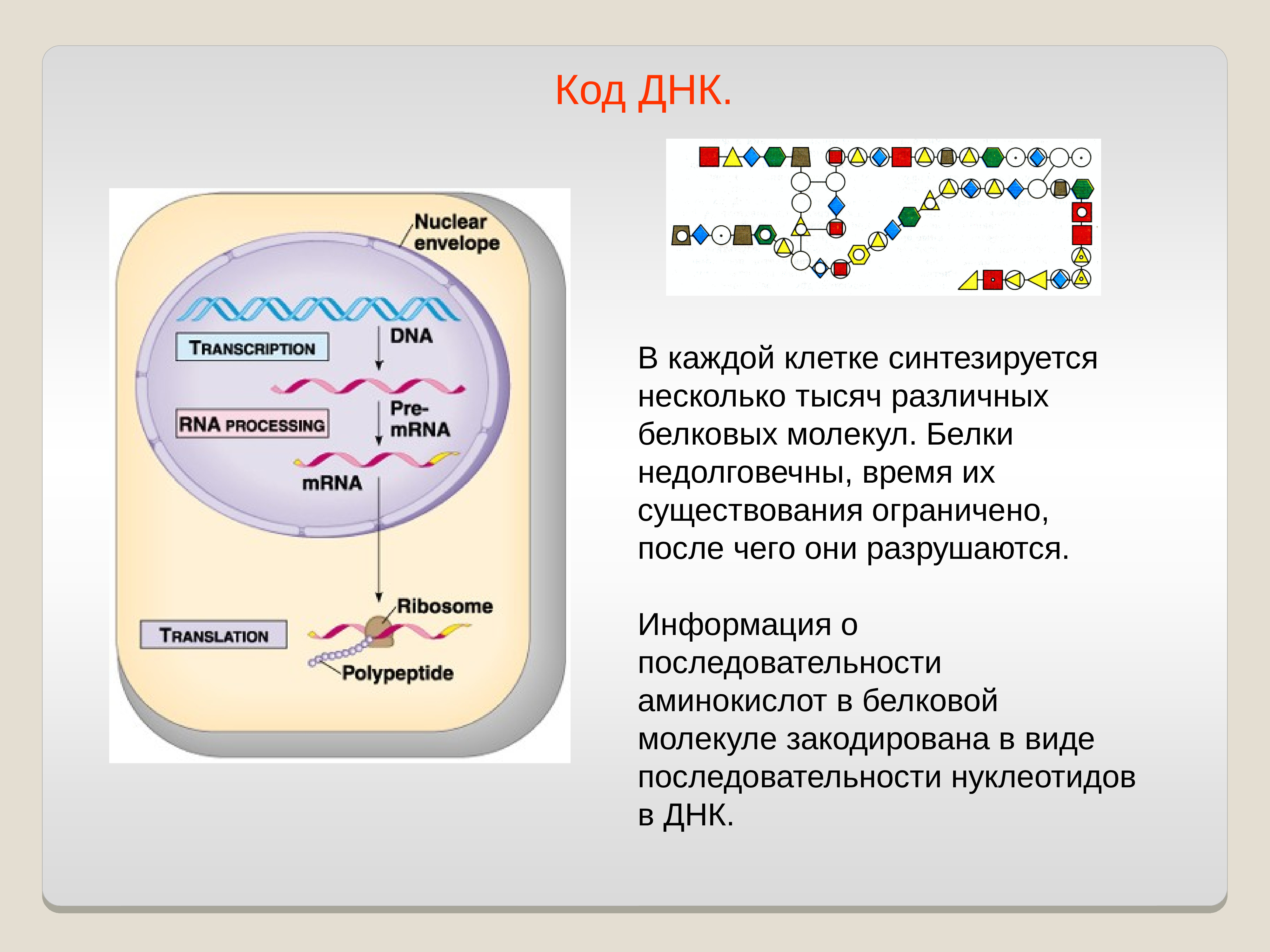 Белковый код. Кодовая система ДНК схема. Аминокислоты ДНК. Транскрипция ДНК В аминокислоты.