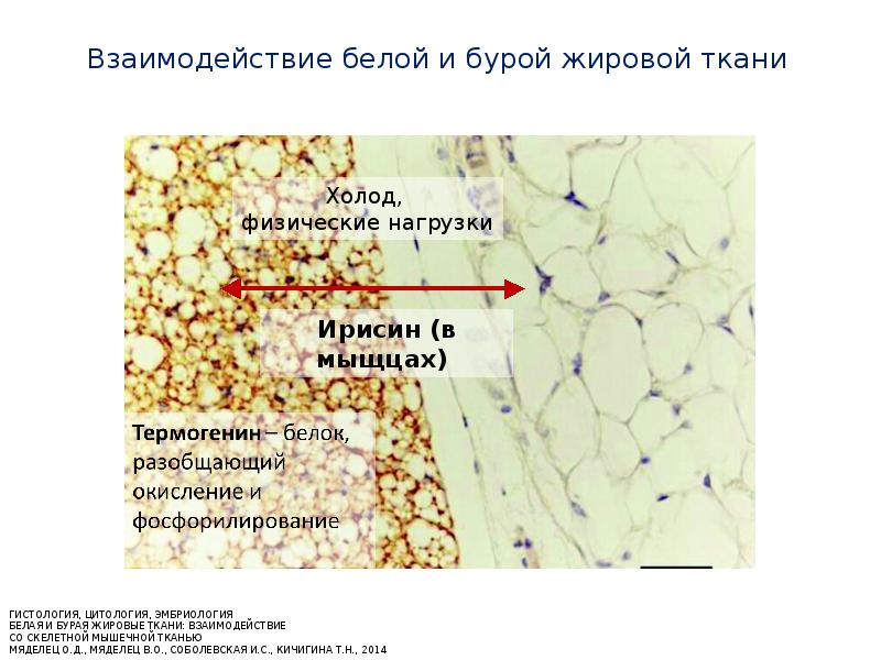 Жировая ткань какая ткань. Бурая жировая ткань гистология. Белая и бурая жировая ткань. Белая и бурая жировая ткань гистология. Функции бурой жировой ткани.