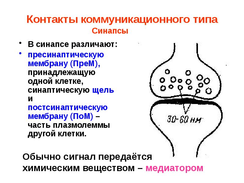 Синаптическая щель на рисунке