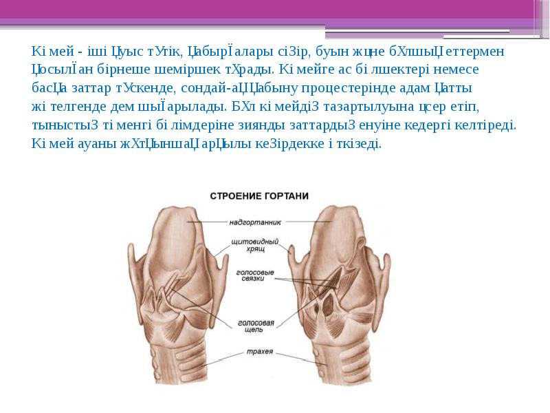 Буын синдромы презентация