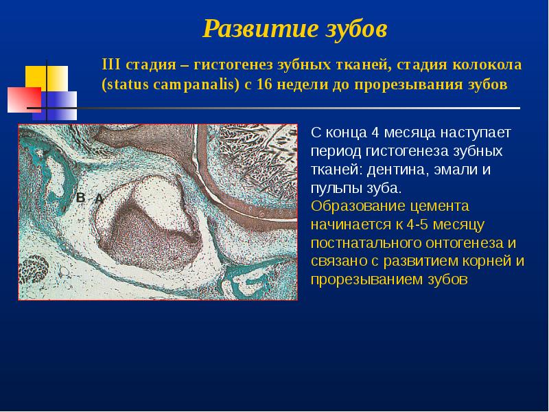 Зубная ткань. Развитие зуба стадия гистогенеза. Цемент зуба развивается из. 1 Стадия гистогенеза зуба. Образование цемента зуба.