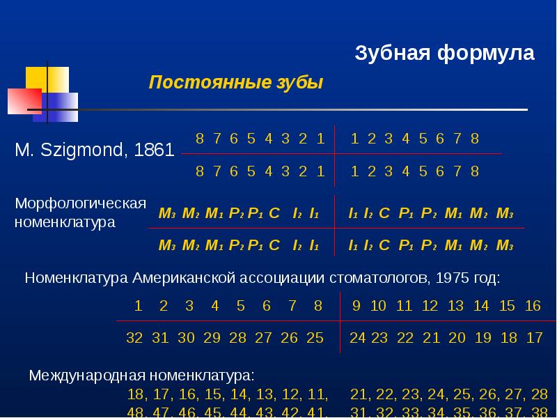 Формула зубов фото