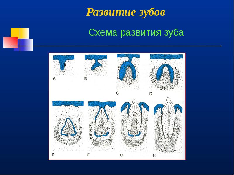 Развитие зуба презентация