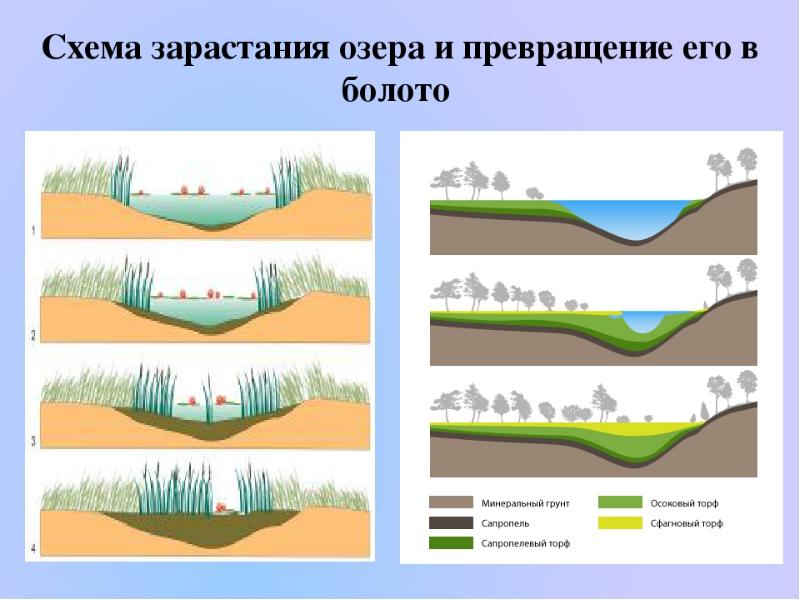 Глубина болота. Схема зарастания озера. Стадии зарастания озера. Процесс заболачивания схема. Схема зарастания болота.