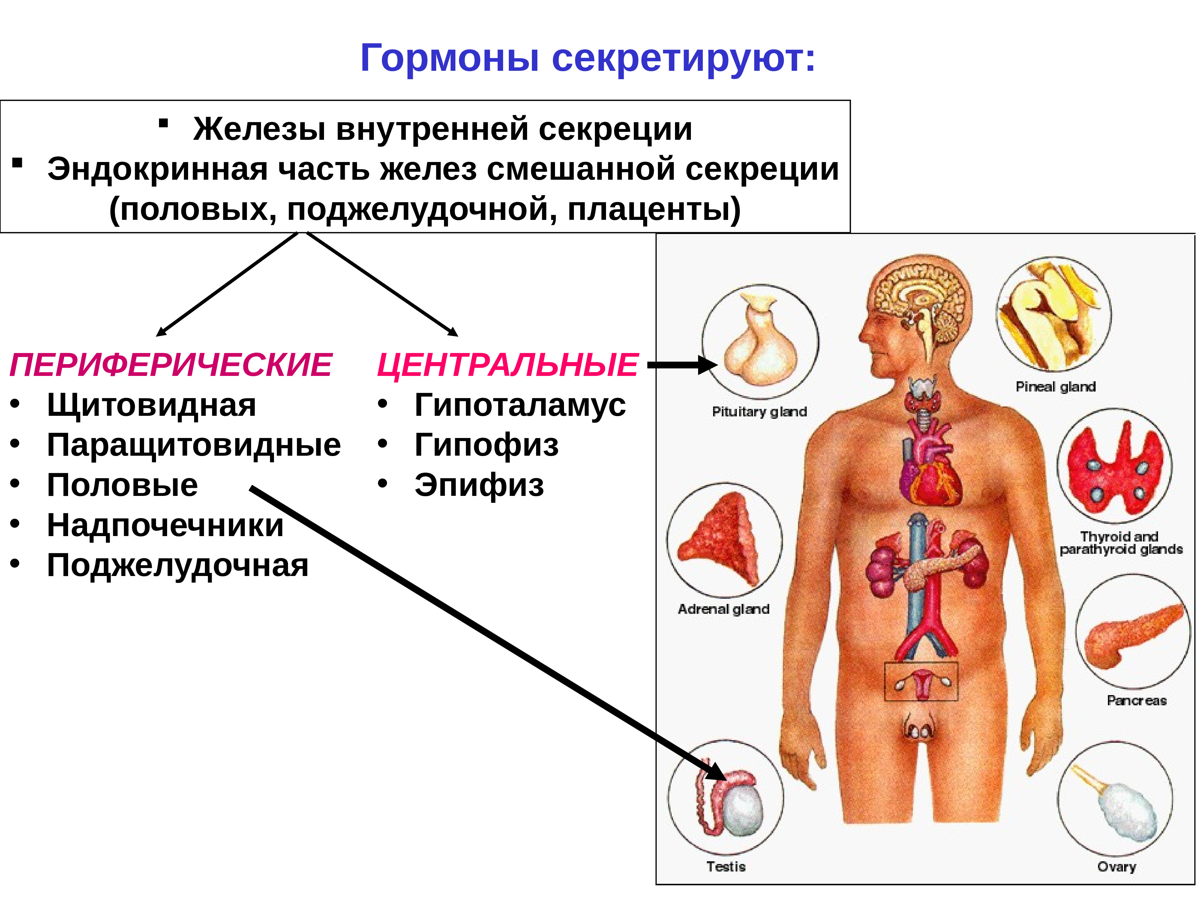 Эндокринная система презентации