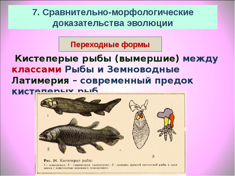 Морфологические доказательства. Вымершие переходные формы. Переходные формы между рыбами и земноводными. Переходные формы человека. Кистеперые рыбы Эволюция.