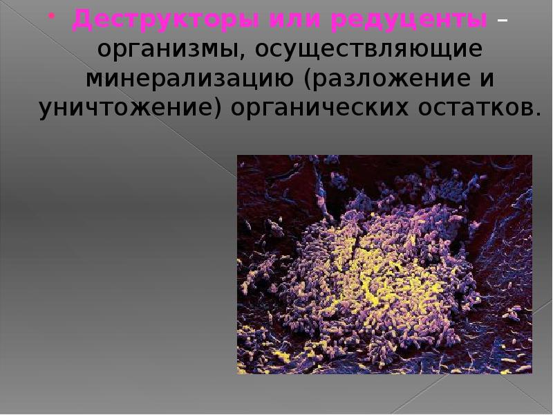 Разлагают органические остатки