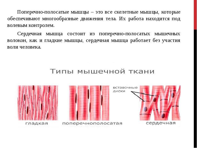 Полосатая мышца. Поперечно полосатая мускулатура обеспечивает. Поперечно-полосатые скелетные мышцы обеспечивают. Поперечно полосатые мышцы функции. Поперечнополосатые мышцы обеспечивают:.