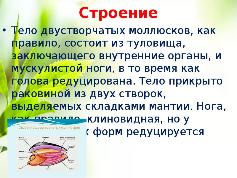 Двустворчатые моллюски презентация