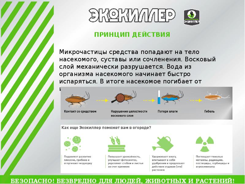 опасные животные вмири. безвредные животные для человека. самые безобидные животные. карликовый бегемот домашний. лемур лори толстый.