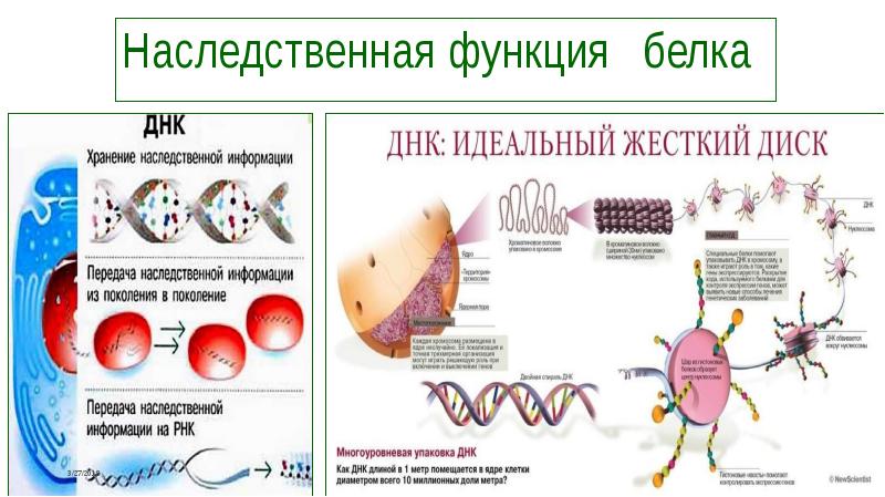 Функции наследственной информации. Наследственная функция белков. Двигательная функция белков схемам. Белок генетическая функция.