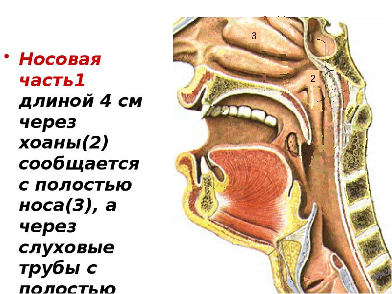 С чем сообщается полость носа