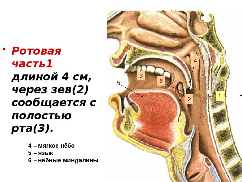 Строение ротовой полости человека и глотки фото и название