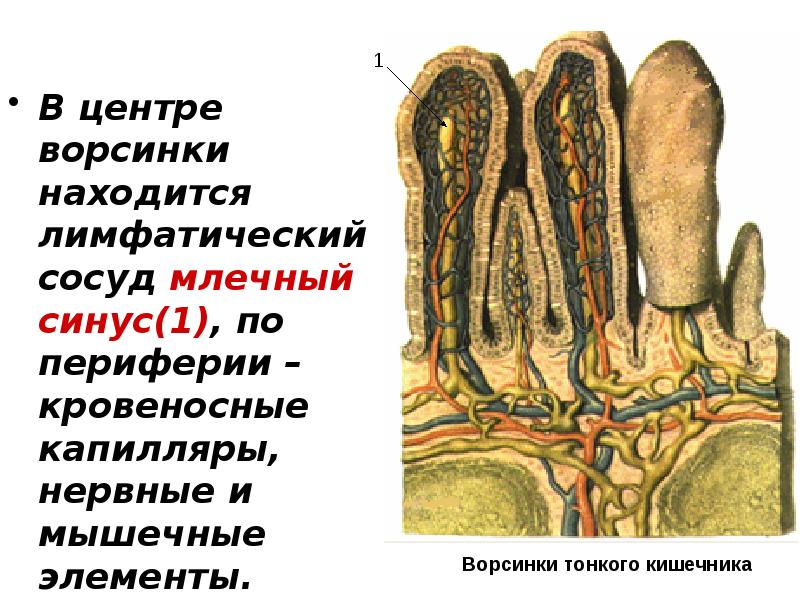 Подпишите на рисунке кровеносные и лимфатические сосуды пищеварение в кишечнике