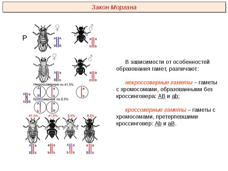 Сцепленное наследование презентация