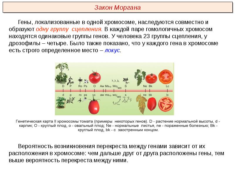 Сцепленное наследование признаков закон т моргана презентация 9 класс