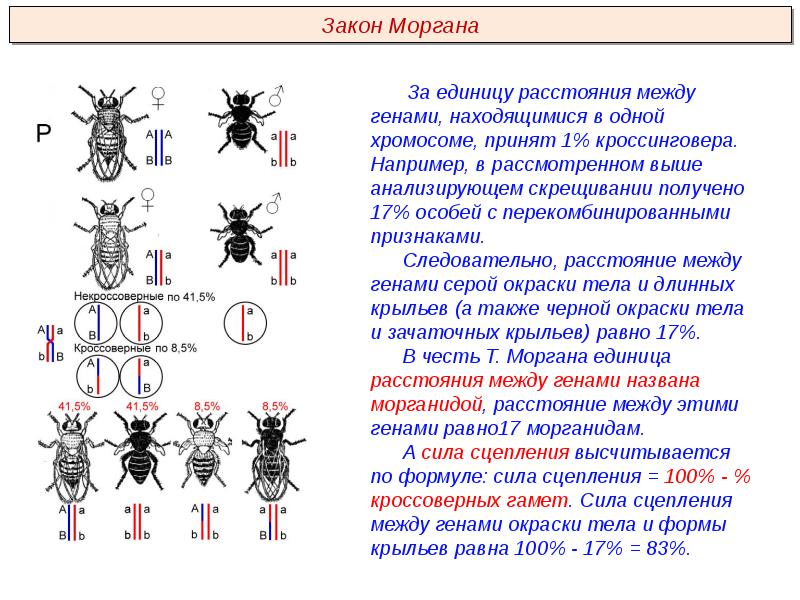 Решение задач на сцепленное наследование презентация