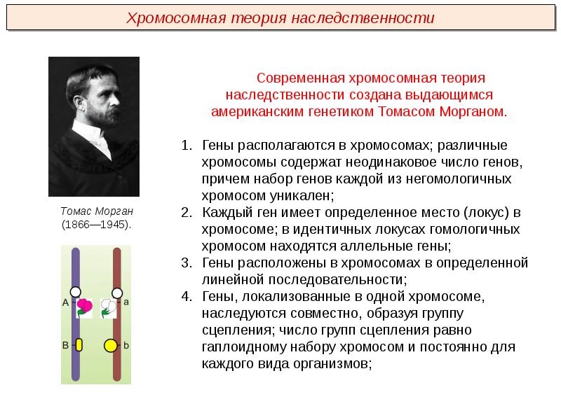 Закон моргана генетика презентация