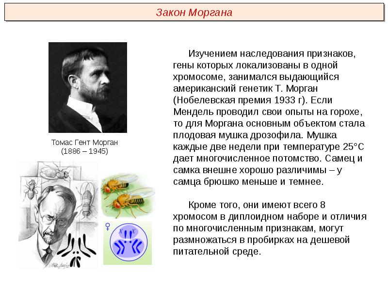 Закон моргана генетика презентация