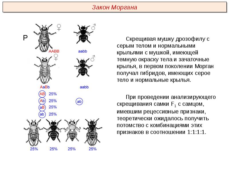 Опыты моргана презентация