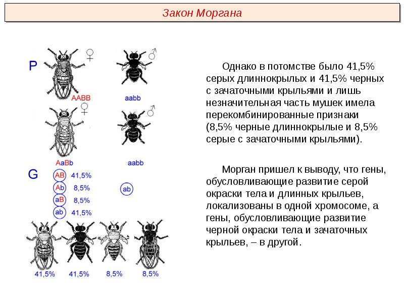 Сцепленное наследование признаков закон т моргана презентация 9 класс