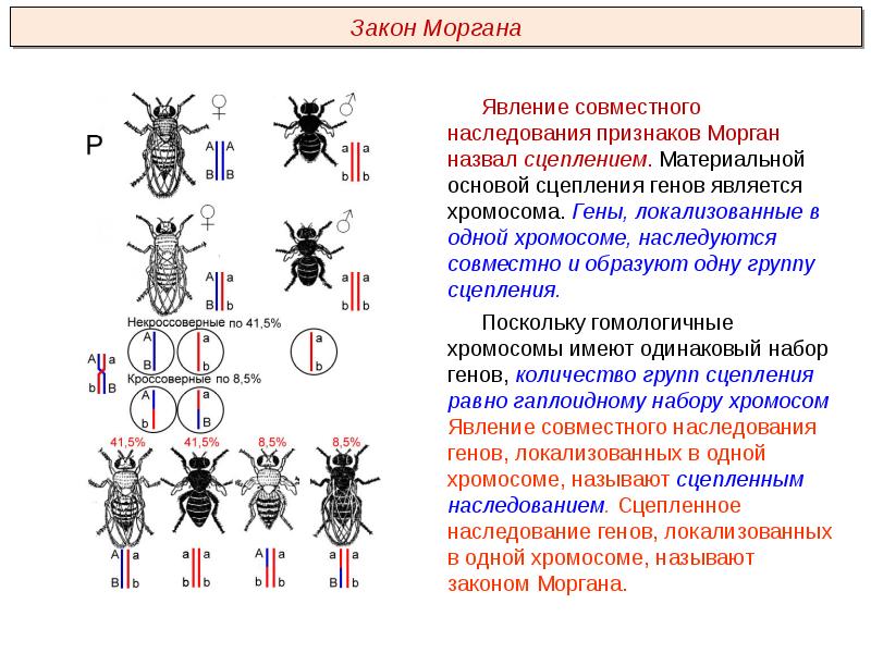 Хромосомная теория наследования презентация