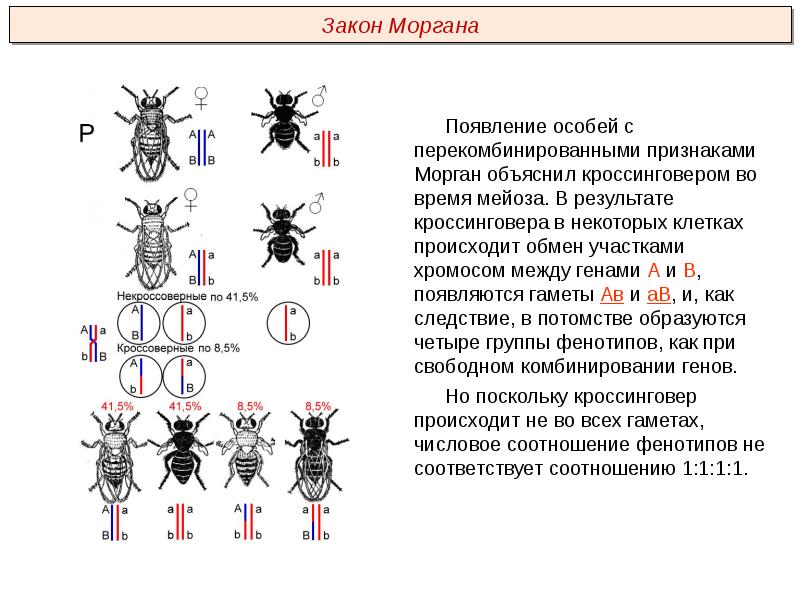 Рассмотрите рисунок на котором представлена схема хромосомной дифференциации пола у дрозофил