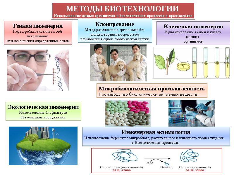 Основные методы селекции и биотехнологии презентация 11 класс