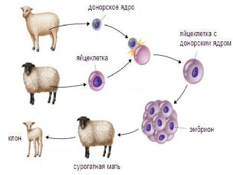 Клонирование овцы долли схема