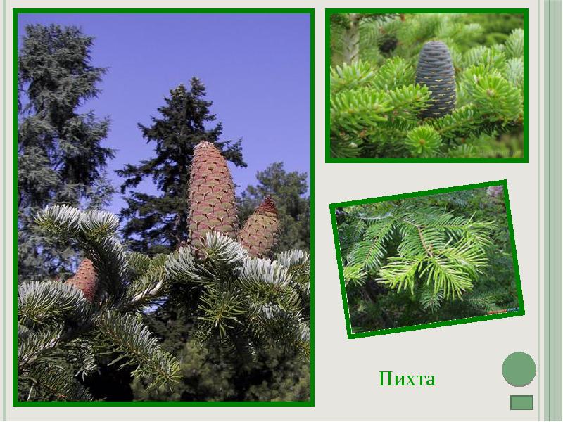 растения семейства сосновые. пихта относится к голосеменным. пихта сибирская хвоинки. пихта относится к голосеменным. среда обитания пихты.