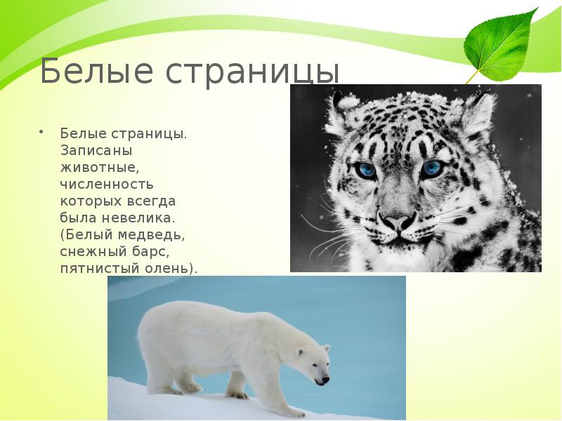 Белые страницы Белые страницы. Записаны животные, численность которых всегда была невелика.