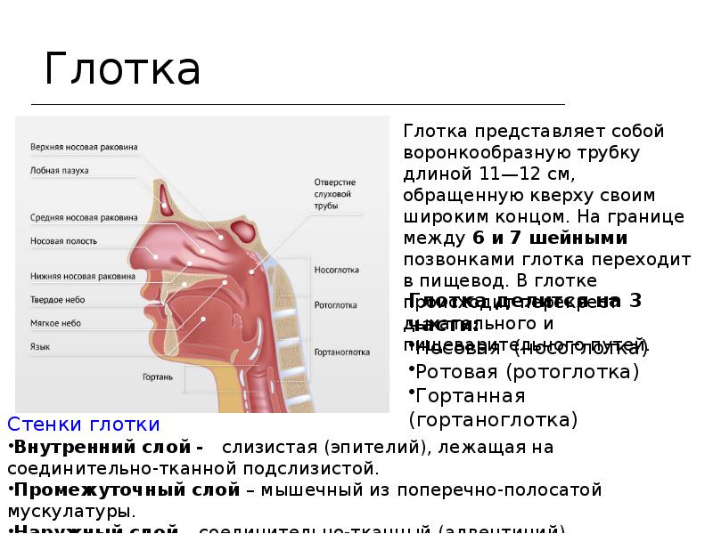 Ротовая полость пищевод