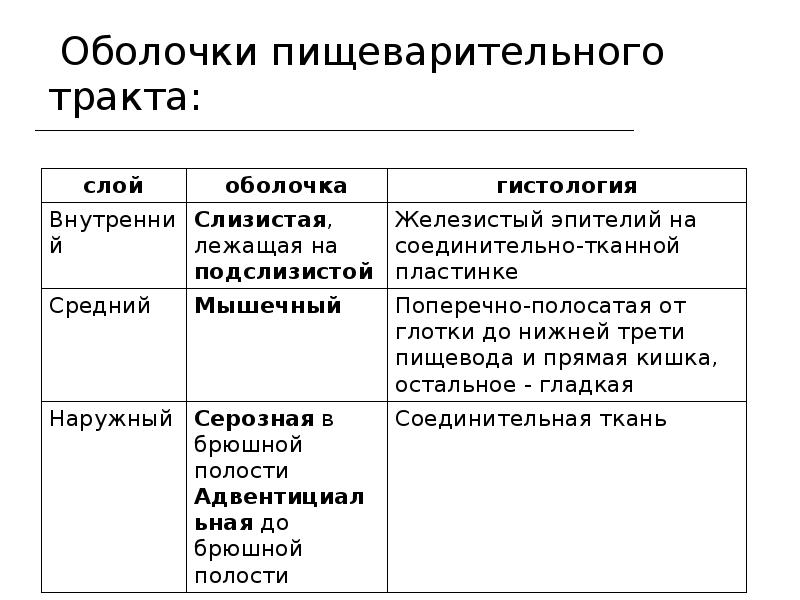 Строение стенки пищеварительного тракта таблица