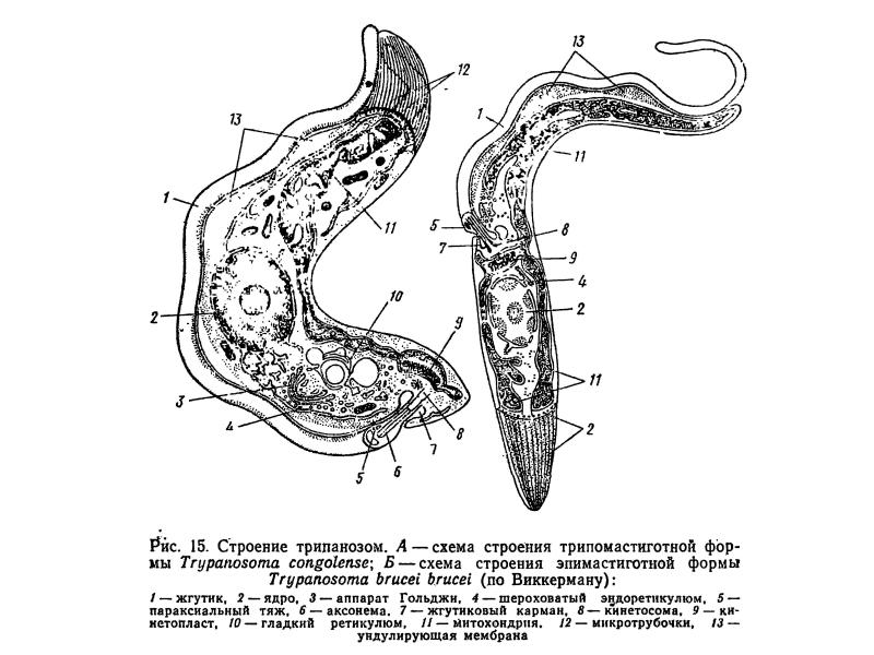 Строение лейшмании рисунок