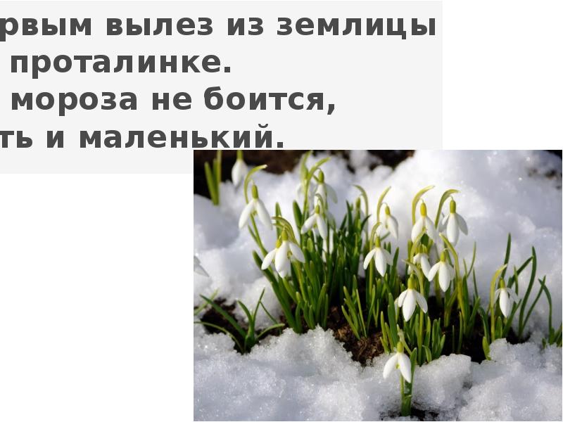 Отгадай загадку первым вылез из землицы. Первым вылез из землицы на проталинке. Первым вылез из землицы на проталинке он Мороза. Первым вылез из землицы на проталинке он и маленький Мороза не боится. Загадка первым вылез из землицы на проталинке он.