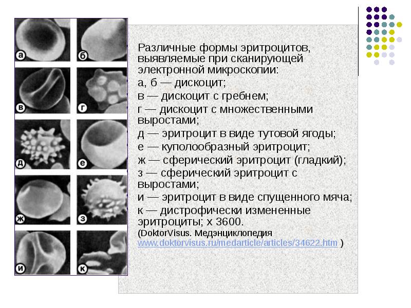 Эритроциты различной формы. Форма эритроцитов. различные по форме эритроцитов. типы эритроцитов. эритроциты различной формы в сканирующем электронном микроскопе.