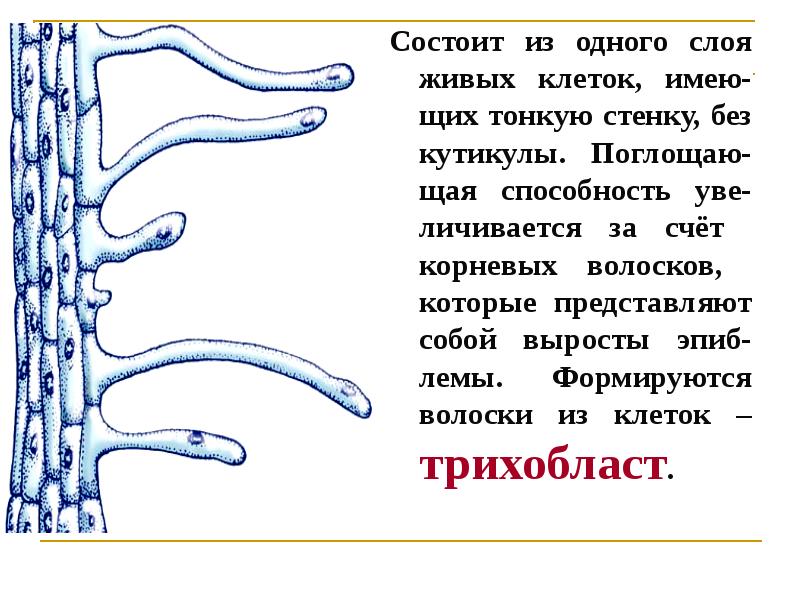 Клетка корневого волоска рисунок. Клетки корневых волосков. Клетка корневого волоска. Корневой волосок представляет собой. Корневые волоски состоят из одной клетки.