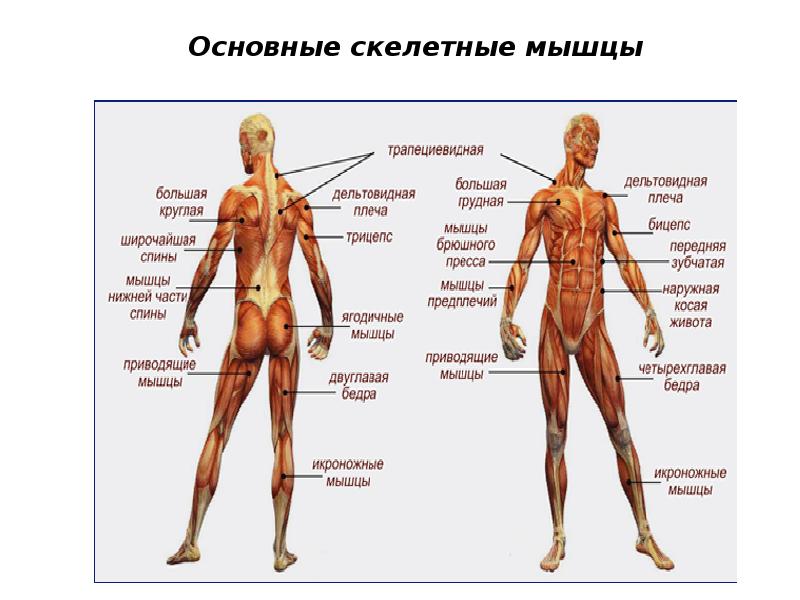 Опорно двигательная система человека 3 класс окружающий мир презентация