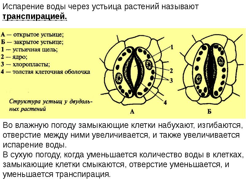 Число устьиц на листе огромно больше. Побочные клетки устьиц. Испарение воды через устьица. Устьица расположены между клетками проводящей ткани. Замыкающие клетки устьиц оболочки.