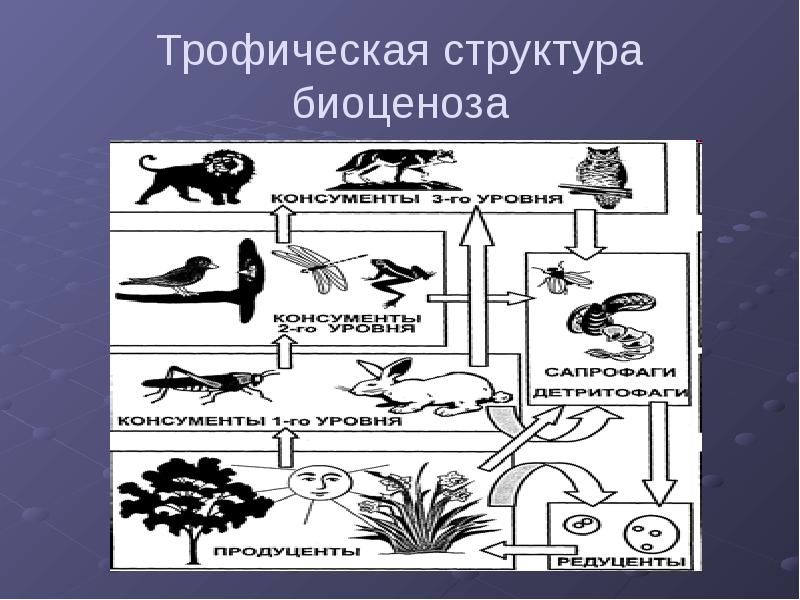 Трофическая структура экосистемы презентация